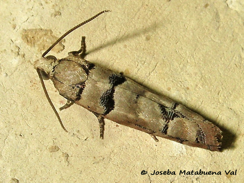Micro da id - Pseudococcyx tessulatana, Tortricidae